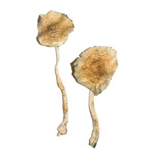 Order Cuban Mushroom Online