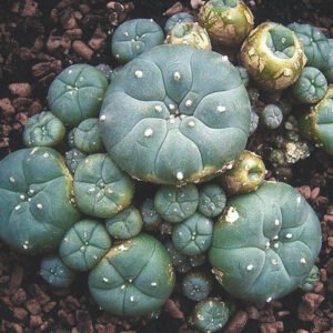 peyote-cactus-for-sale