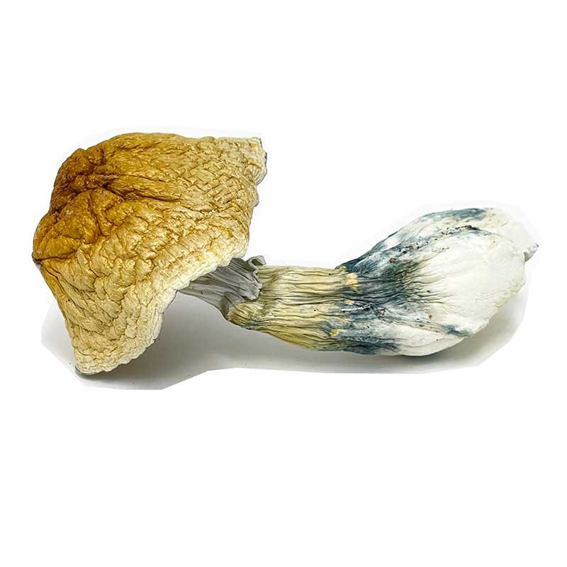 magic-mushroom-tea magic-mushroom-tea