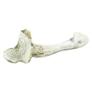 avery-albino-magic-mushroom