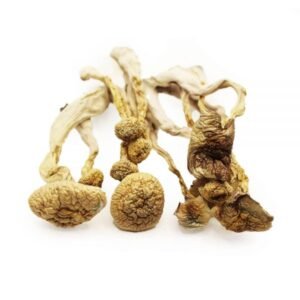 Order A+ Magic Mushrooms Online