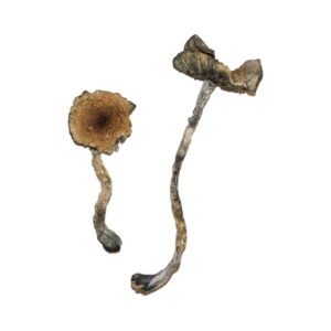 Order Blue Meanies Magic Mushrooms Online