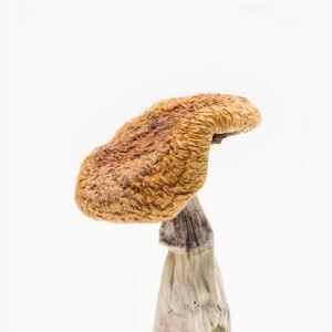 golden-teachers-mushroom-strain