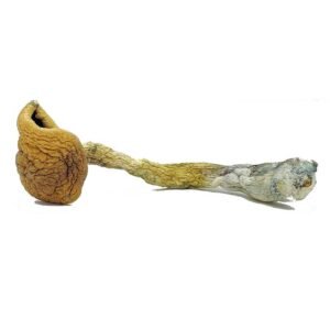 golden-teacher-magic-mushrooms