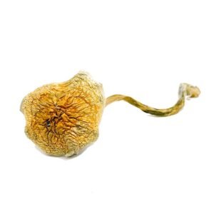 magic mushrooms for sale