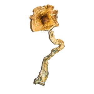 Order B+ Magic Mushrooms Online