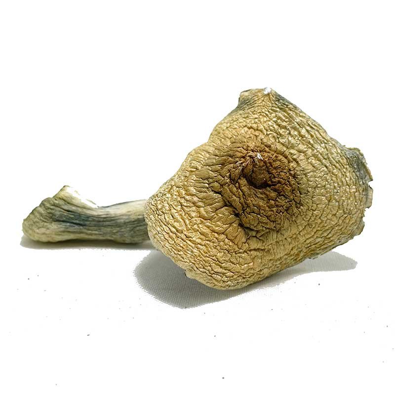 penis-envy-mushrooms penis-envy-mushrooms