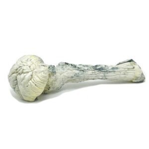 rusty-white-mushrooms