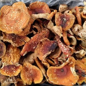 Order Amanita Muscaria mushroom online