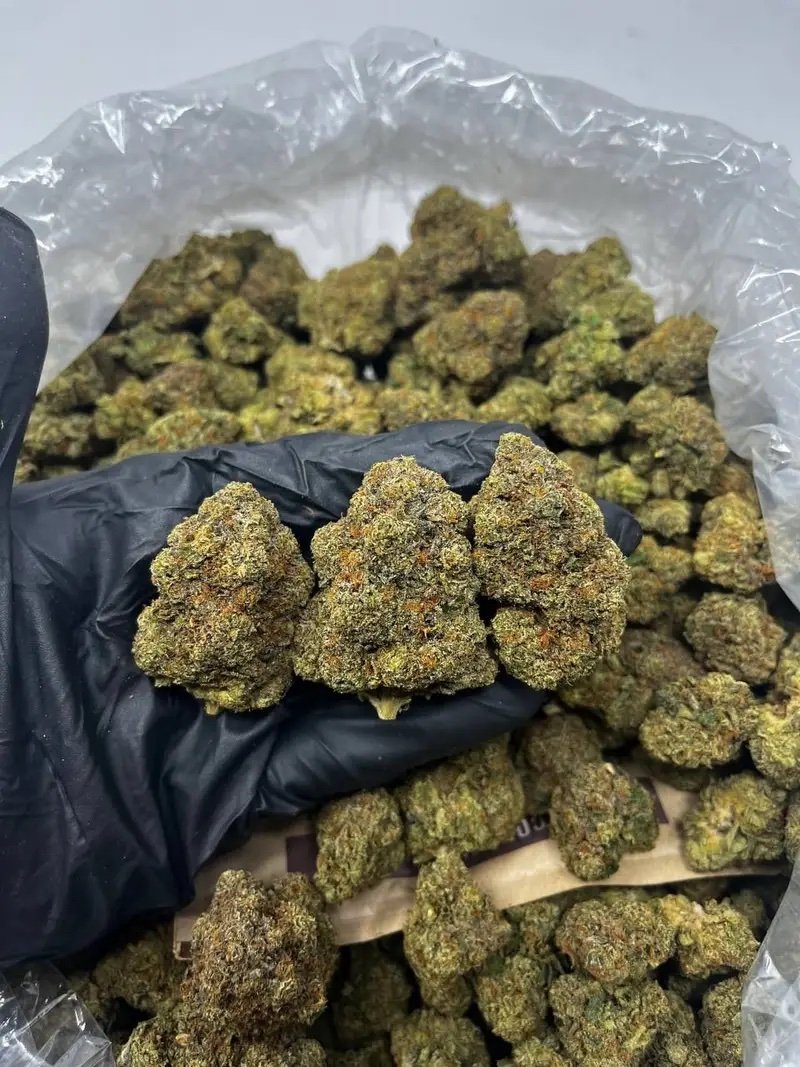purple-haze-weed purple-haze-weed